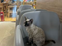 -藏猫猫咖啡主题馆(中央大道店)