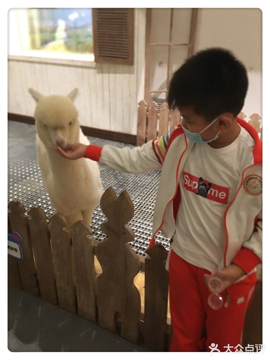 可以和羊驼玩耍的室内动物园