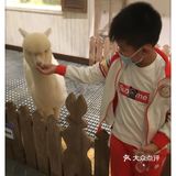 可以和羊驼玩耍的室内动物园