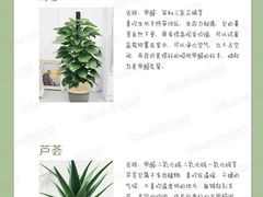 -丁老爷子苏香圆