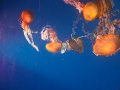 -太平洋海底世界