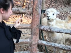 -清迈夜间动物园