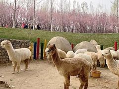 -北京野生动物园