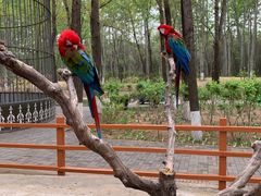-北京野生动物园