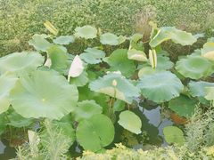 -田园东方蜜桃村的田野营地