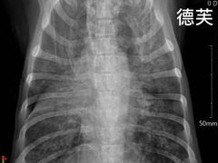 -瑞鹏宠物医院·猫科·宠保定点(梅溪湖分院)