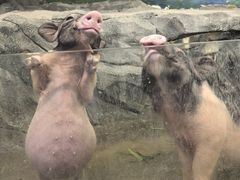 -正佳雨林生态植物园