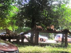 -海南热带野生动植物园