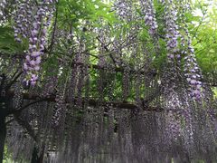 -嘉定紫藤园