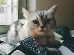 -瑞派动物医院·绝育·犬猫全科·预防医学(光景江南中店)