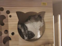 -Mr.Fox狐狸先生超级密室(南山店)