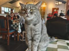-猫小院猫主题餐厅(南锣旗舰店)