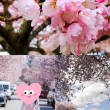 季节街拍｜最美樱花拍摄地汇总