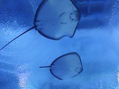 -海合安武汉极地海洋公园
