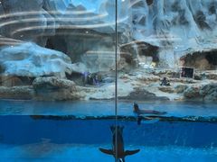 -帝企鹅自助餐厅•儿童岛•真企鹅(长隆企鹅酒店)