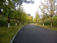 -铁山坪森林公园