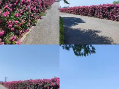 -上海滨江森林公园