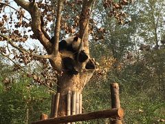 -成都大熊猫繁育研究基地