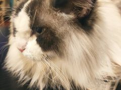 -猫小院猫主题咖啡厅(北锣店)