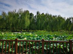-莲花池公园