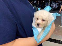 -爱佳宠物中心医院·骨外科·猫专科·急重症(瑶海万达店)