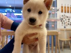 -柴犬小屋·柴餐厅·狗咖食堂(金鼎广场店)