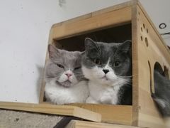 -我爱猫咪·猫咖·狗咖·安哥拉兔·羊驼咖(小寨华旗店)
