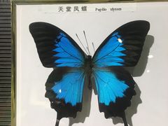 -蝴蝶泉公园