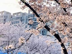 -高东镇樱花园