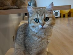 -有喵·猫咖·狗咖·30几只猫10只小狗(岗厦店)
