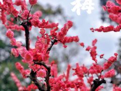 -成都杜甫草堂博物馆