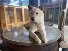 -more than meow吴止猫主题餐厅(承德 中船汇店)