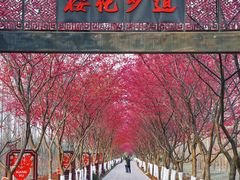 -合肥滨湖国家森林公园