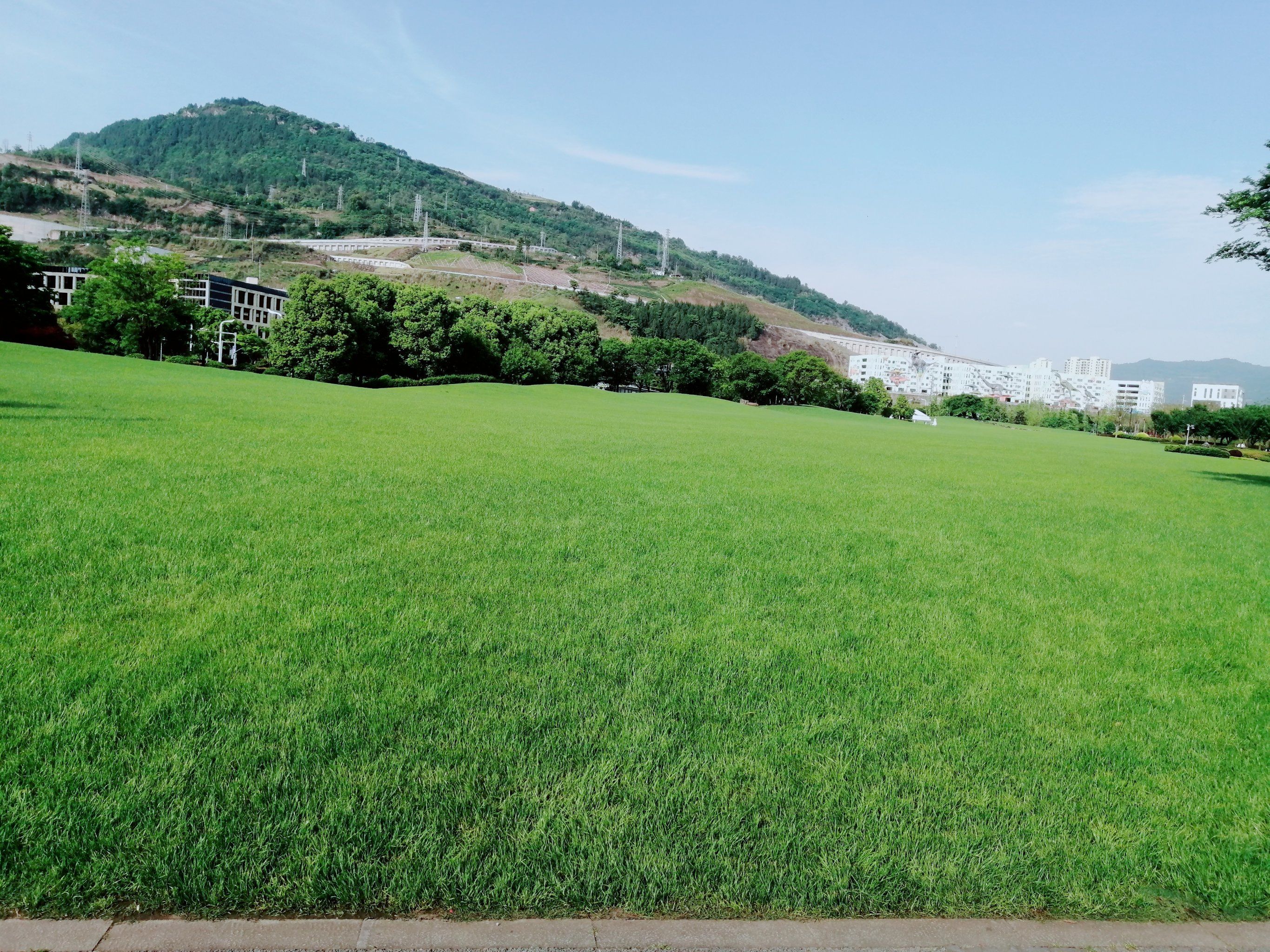 真的好大好绿的月光草坪!