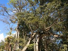 -瑞丽独树成林风景区