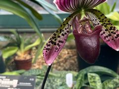 -中国科学院华南植物园