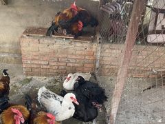 -鱼窝棚柴火铁锅炖(富山屯店)