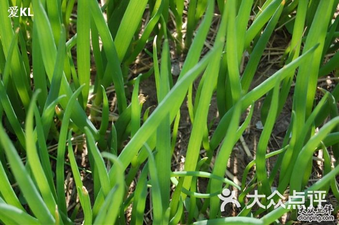 有山家园餐厅葱图片-北京家常菜-大众点评网