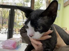 -瑞鹏宠物医院·宠保定点·心脏科·内科(御桥分院)