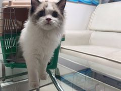 -lincat·猫舍(广州店)