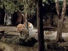 -清迈夜间动物园