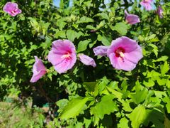 -永定河休闲森林公园