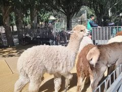 -新疆天山野生动物园