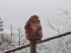 -峨眉山风景名胜区