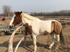 -月河湾马术俱乐部(朝阳店)