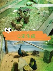 -七巧国萌宠乐园(龙湖天街店)