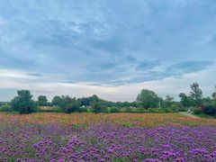 -西京湾花海