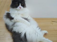 -李小姐の猫咖啡馆(五角场店)