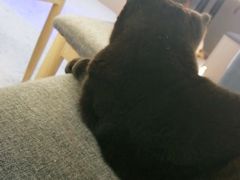 -喵园·猫主题咖啡厅·撸猫·猫咖(国贸店)