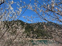 -广州市流溪河国家森林公园